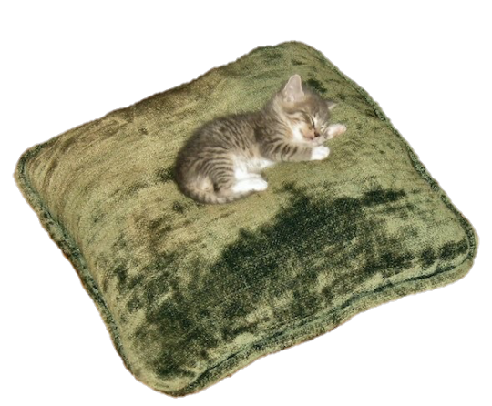 cat sleeping on pillow